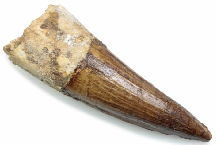 Fossil Spinosaurus Tooth - Real Dinosaur Tooth #381072